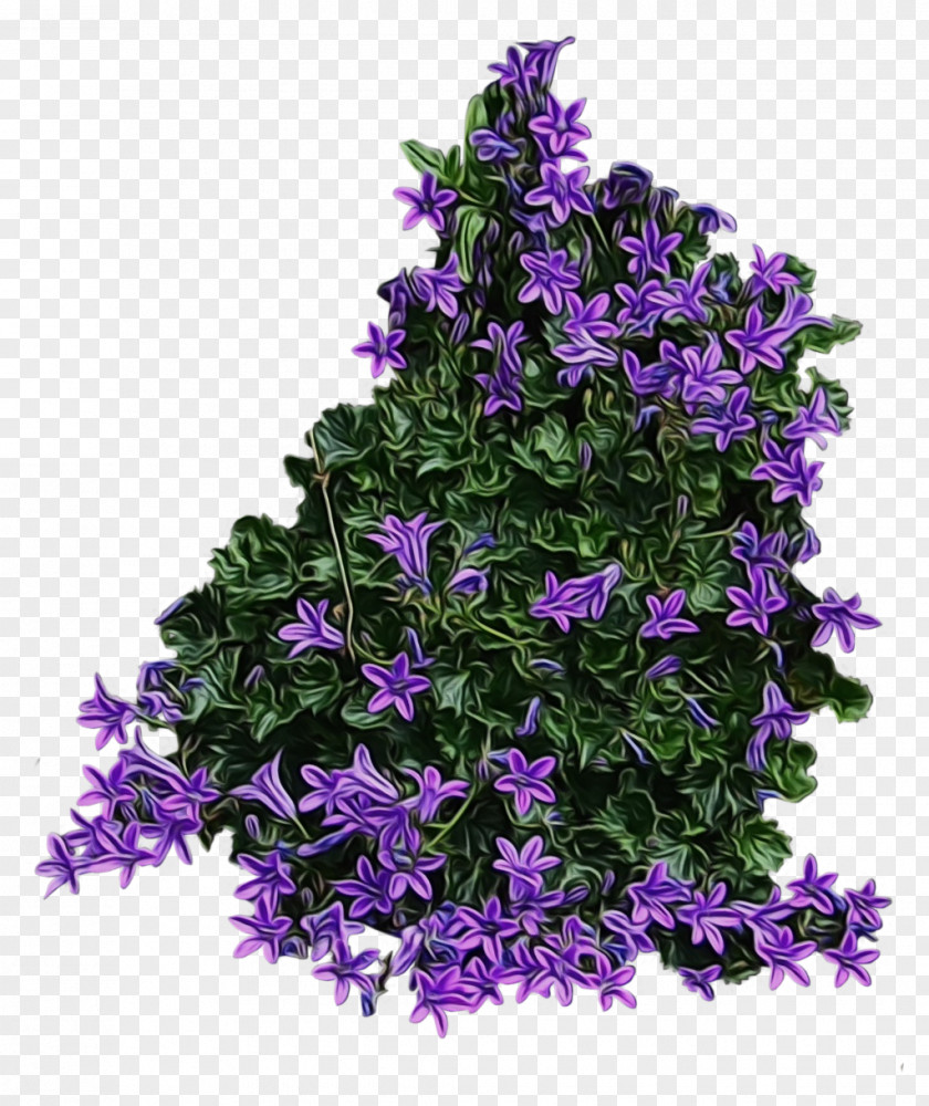 Buddleia Melastome Family Flower Flowering Plant Purple Violet PNG