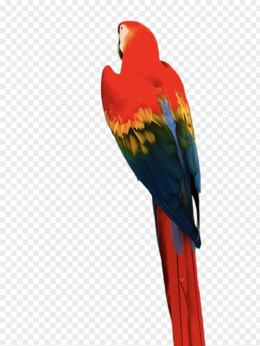 Lovebird Tail Colorful Background PNG