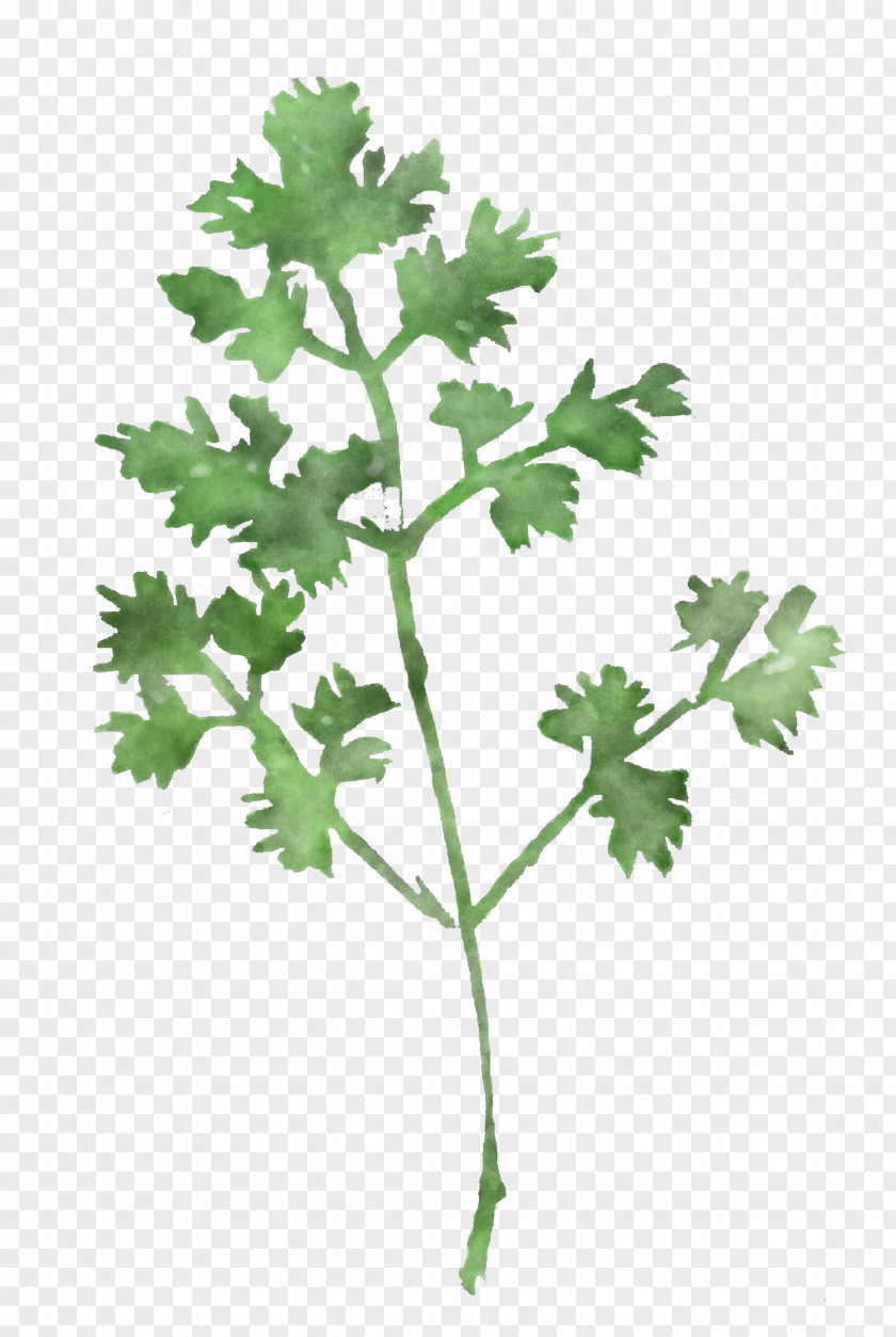 Parsley PNG