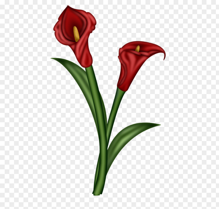 Red Ginger Flower Arum-lily Illustration PNG