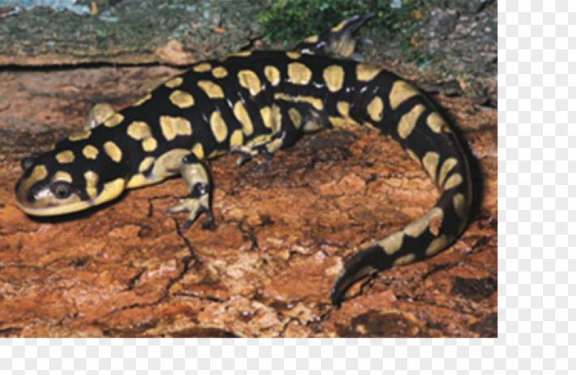 Salamander Western Tiger Newt Plateau PNG
