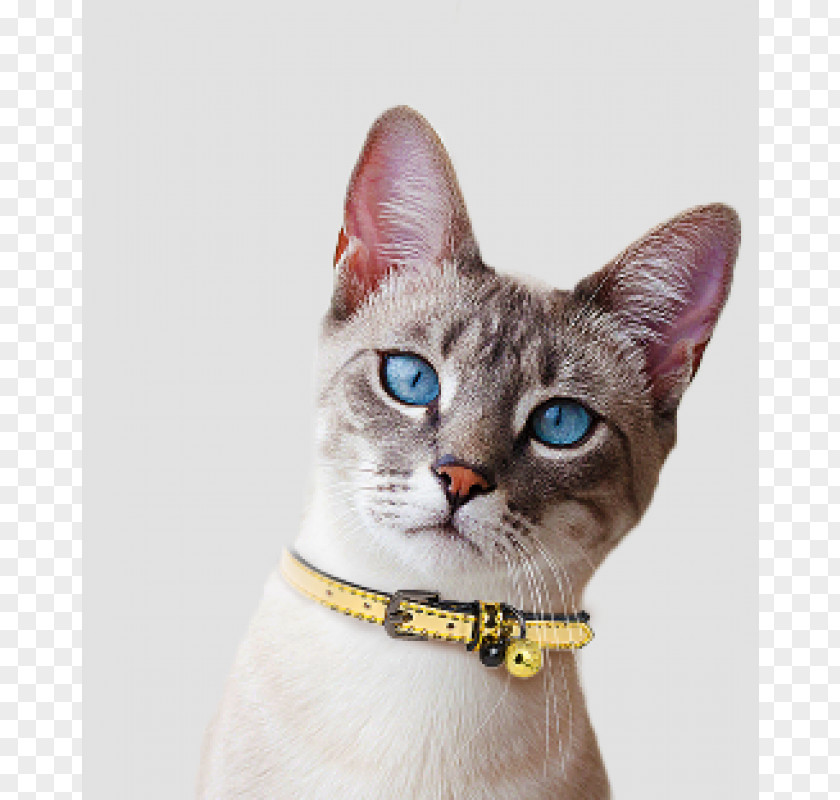 Dog Devon Rex American Wirehair German Domestic Short-haired Cat Whiskers PNG