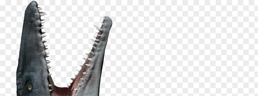 Mosasaurus Velociraptor Dinosaur Jurassic Park Plesiosaurus PNG
