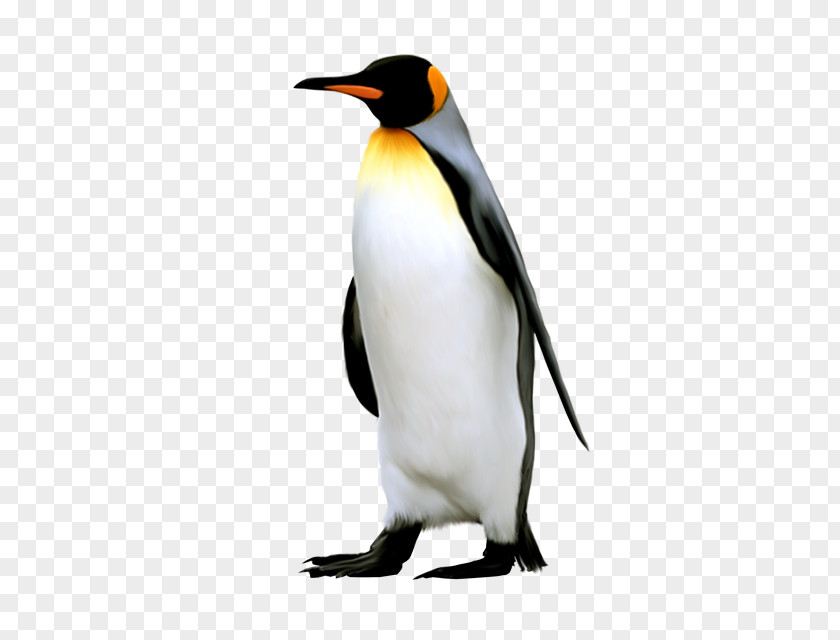 Penguin King Antarctica Bird Emperor PNG