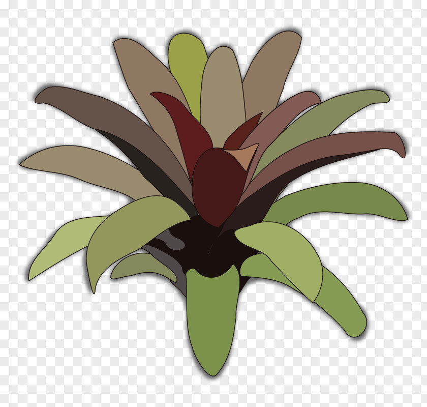 Plant Flower Bromelia Clip Art PNG