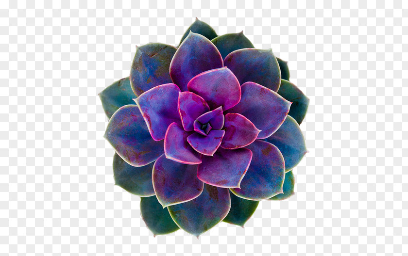 Succulent Plant Flower Rose Desktop Wallpaper PNG