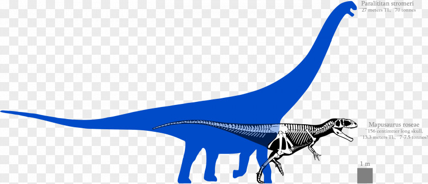 Dinosaur Mapusaurus Argentinosaurus Paralititan Bruhathkayosaurus Tyrannosaurus PNG