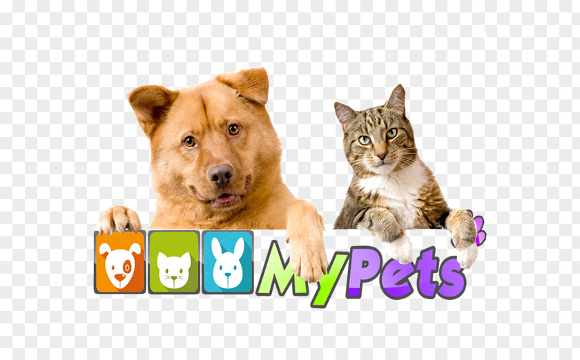 Dog Cat Pet Animal Steam Cleaning PNG