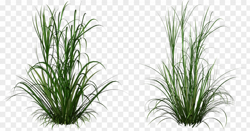 Flowering Plant Chives Grass Terrestrial Family Houseplant PNG
