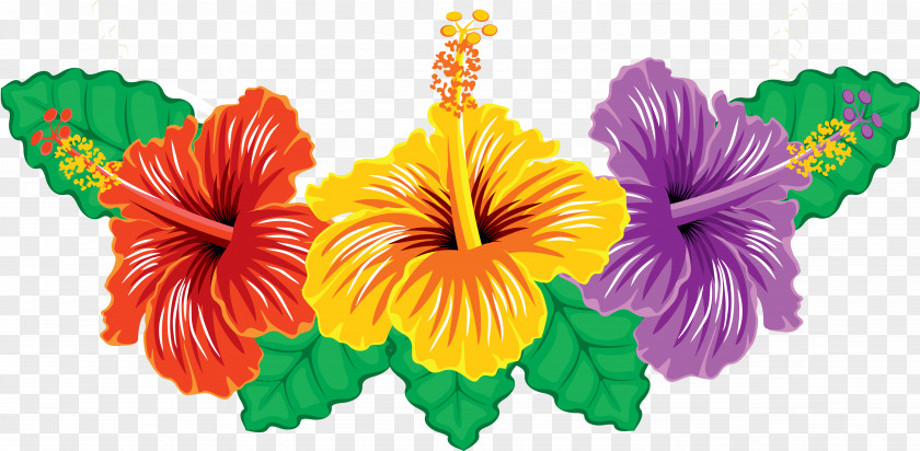 Hibiscus Clip Art PNG