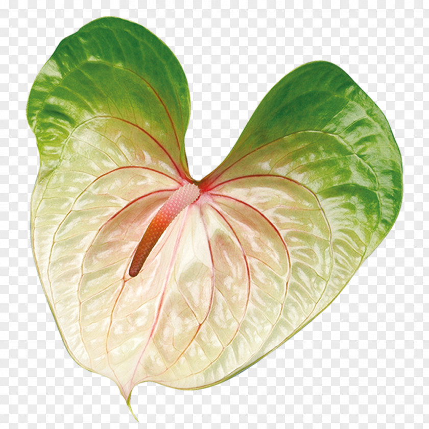 Leaf Petal PNG