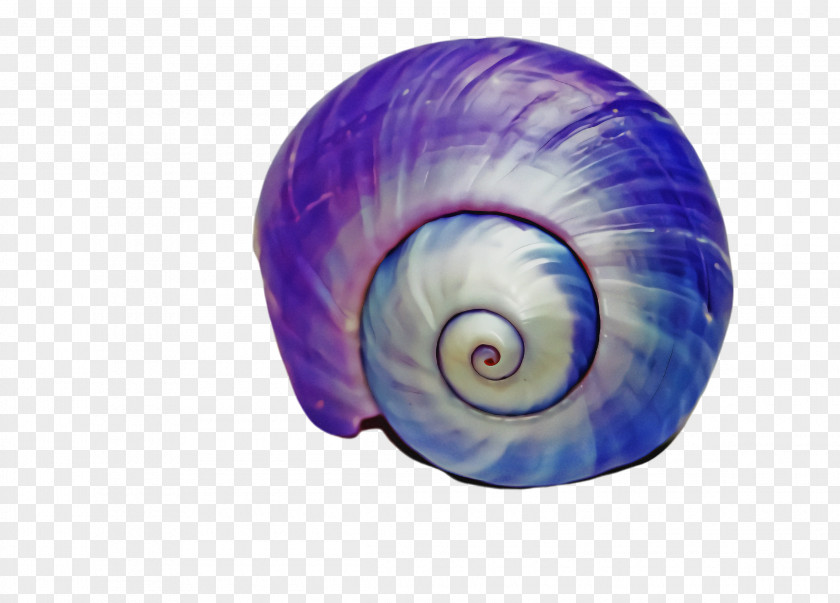 Nautilus Spiral Purple Sea Snail Violet Shell PNG