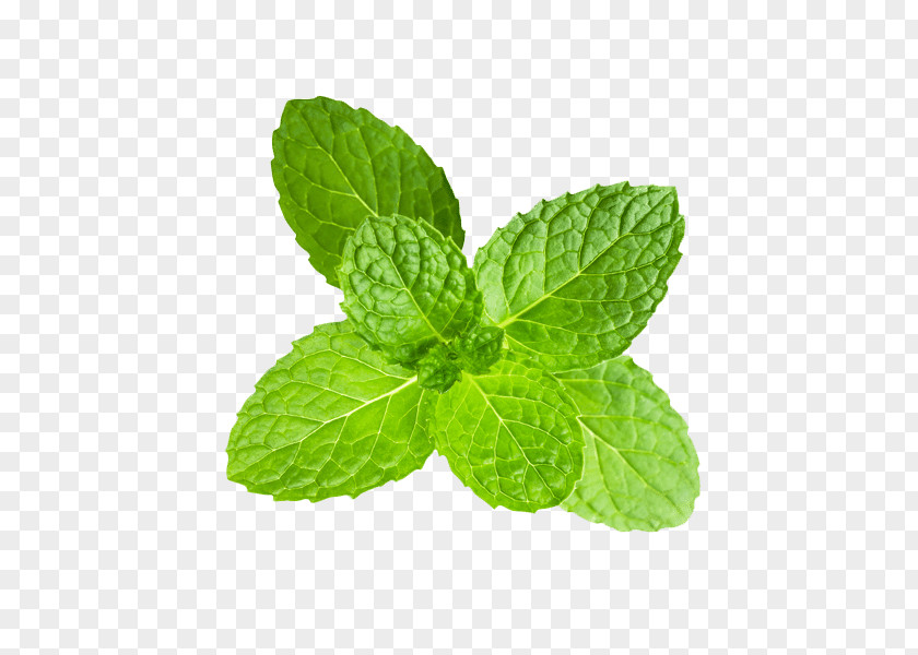 Peppermint Clipping Path Stock Photography Mentha Spicata PNG
