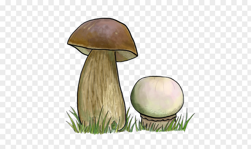 Pleurotus Eryngii Penny Bun Poetry Fungus Porch PNG