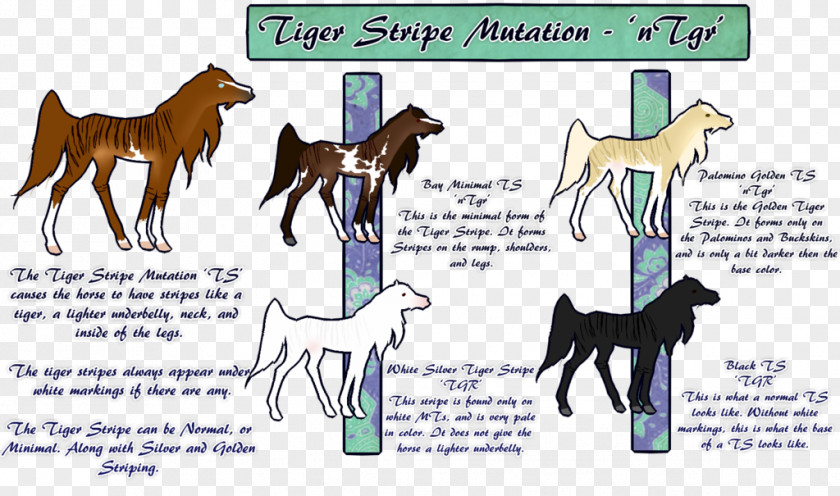 Tiger Stripes Foal Mustang Colt Stallion Halter PNG