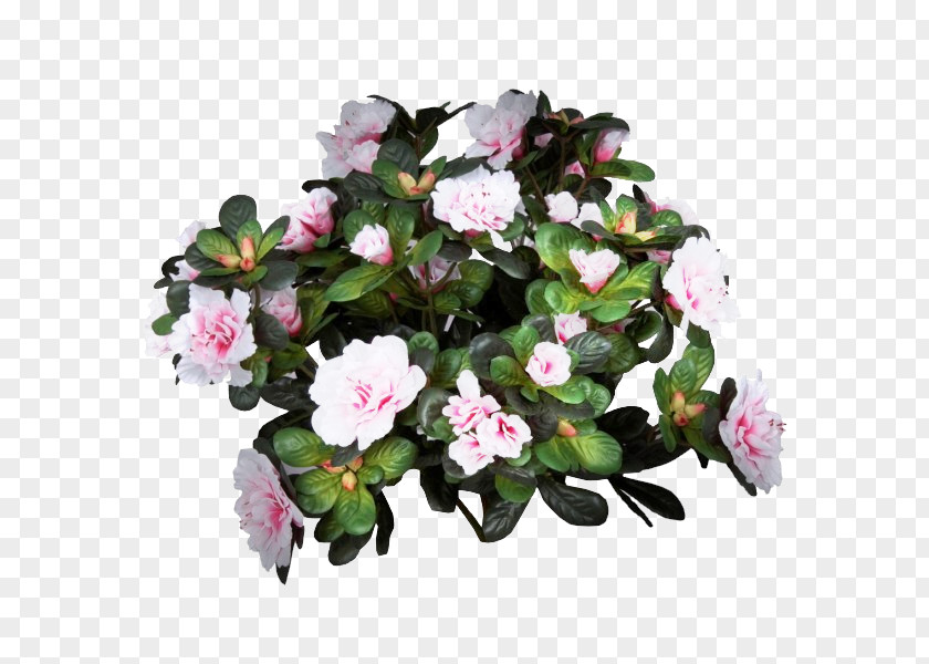 Azalea Flowerpot Houseplant Pink M Annual Plant PNG