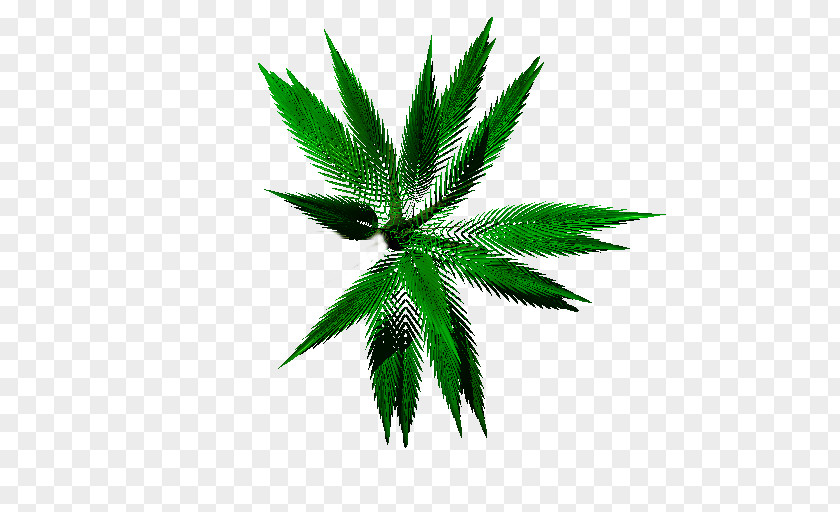 Cannabis Hemp Tree Leaf PNG