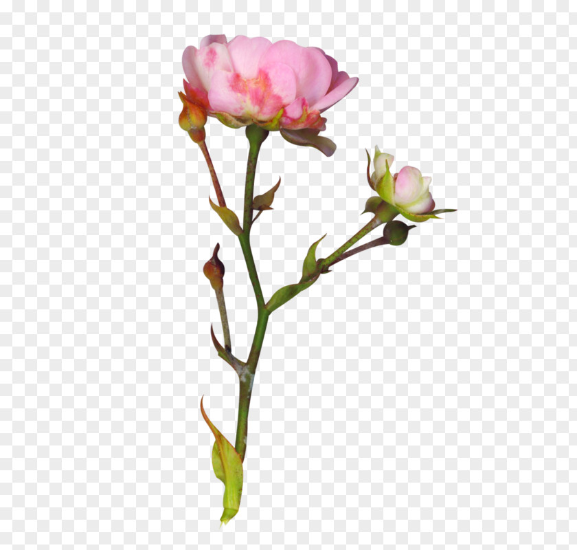 Clarkia Flower Garden Roses Peony Cut Flowers PNG