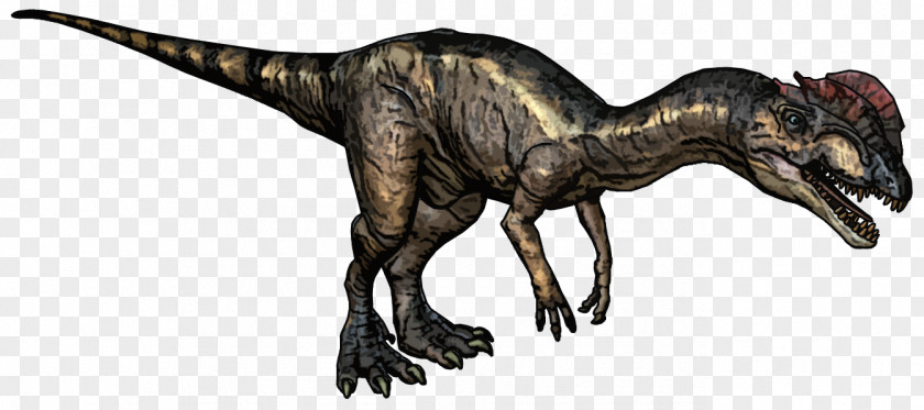 Dino Dilophosaurus Tyrannosaurus Dinosaur Ceratosaurus Megalosaurus PNG