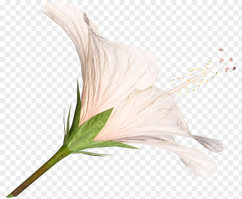 Pink Lily Lilium Flower Clip Art PNG