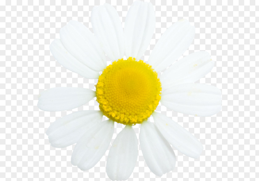 Camomile Oxeye Daisy German Chamomile Tripleurospermum PNG