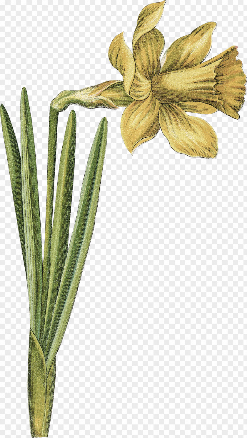 Daffodil Bulb Illustration Narcissus Image PNG