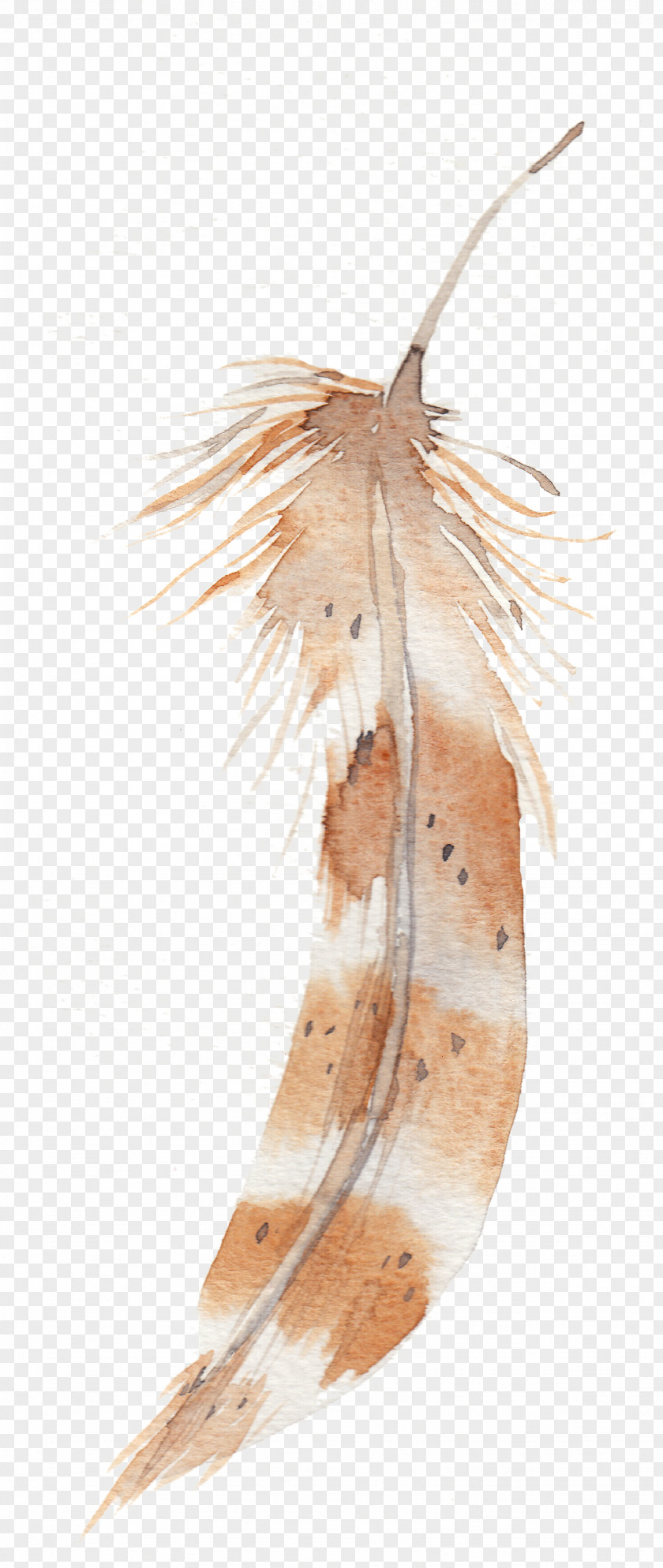 Feather Watercolor Painting PNG