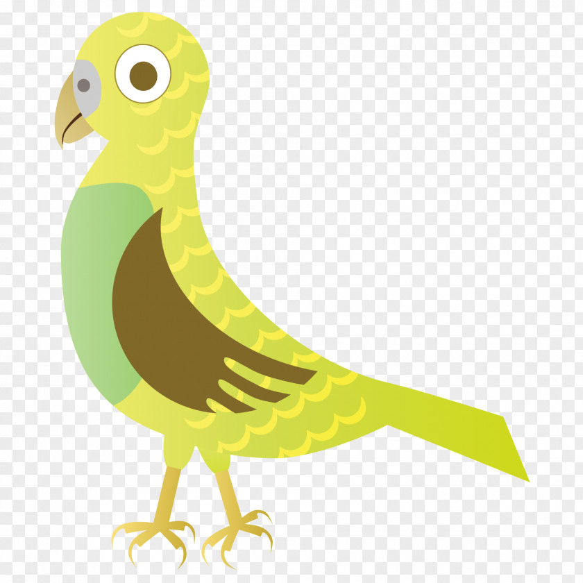 Macaw Bird Red PNG