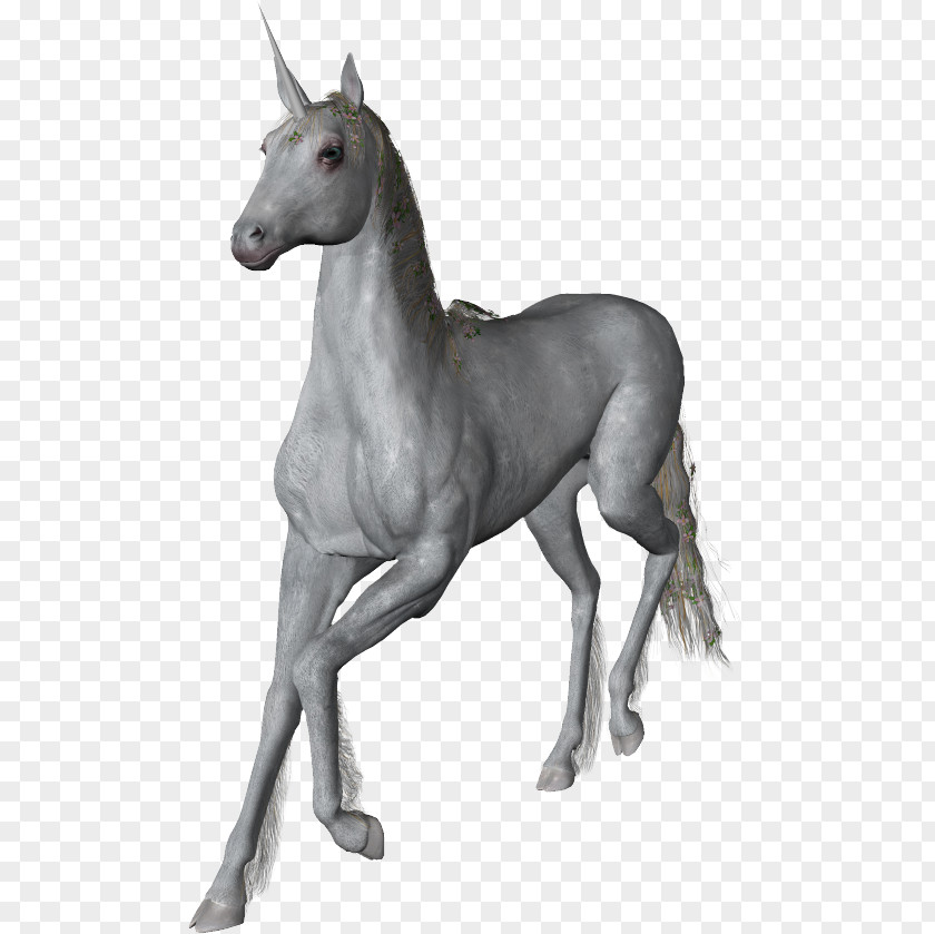 Unicorn Stallion Mustang Foal Horn PNG