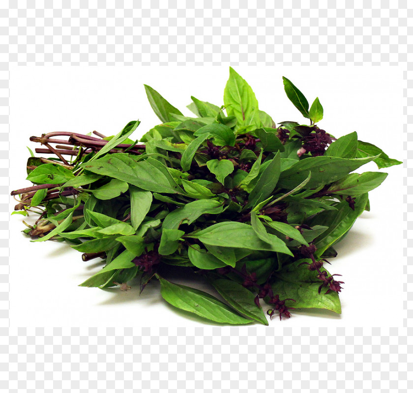 Basil Seed Ball Herb Vegetable PNG