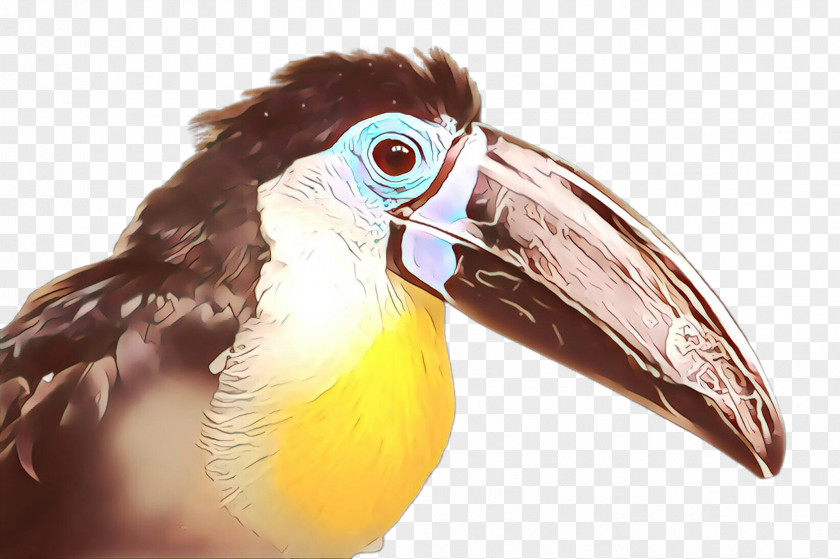 Hornbill Piciformes Bird Beak Toucan PNG