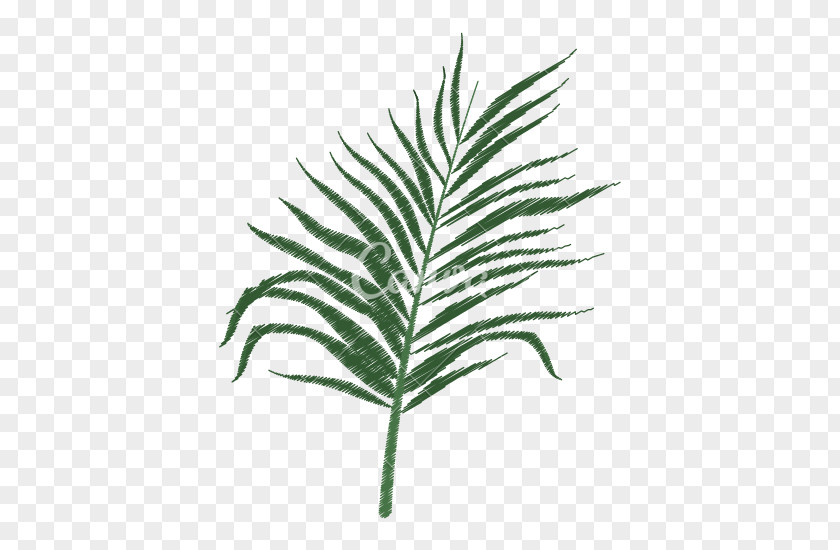 Tropical Leaf Arecaceae Tree Branch Plant Stem PNG