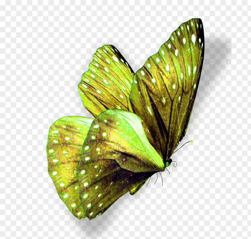 Butterfly Pieridae Desktop Wallpaper High-definition Television Flower PNG