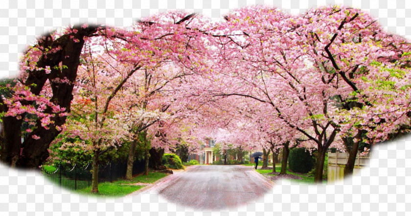 Cherry Blossom International Festival Cherries PNG