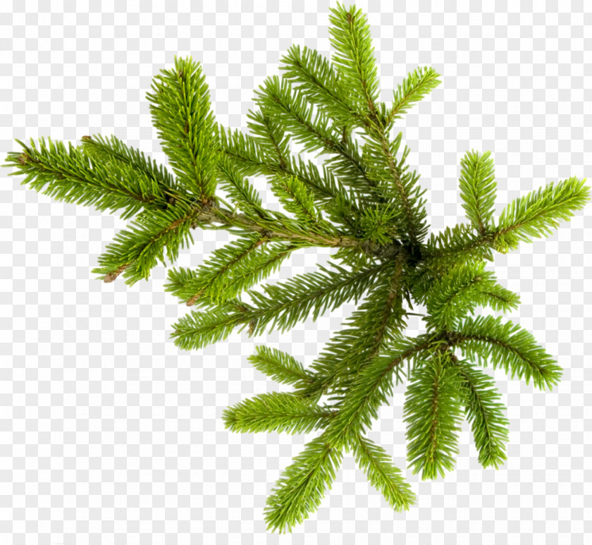 Fir-tree New Year Tree Spruce Photography Clip Art PNG