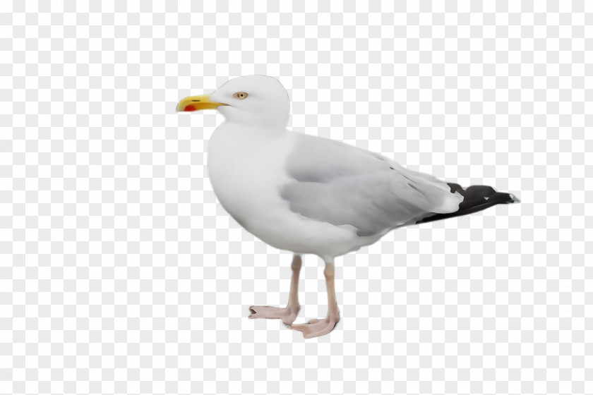 Neck Seabird Bird Gull European Herring Beak Western PNG