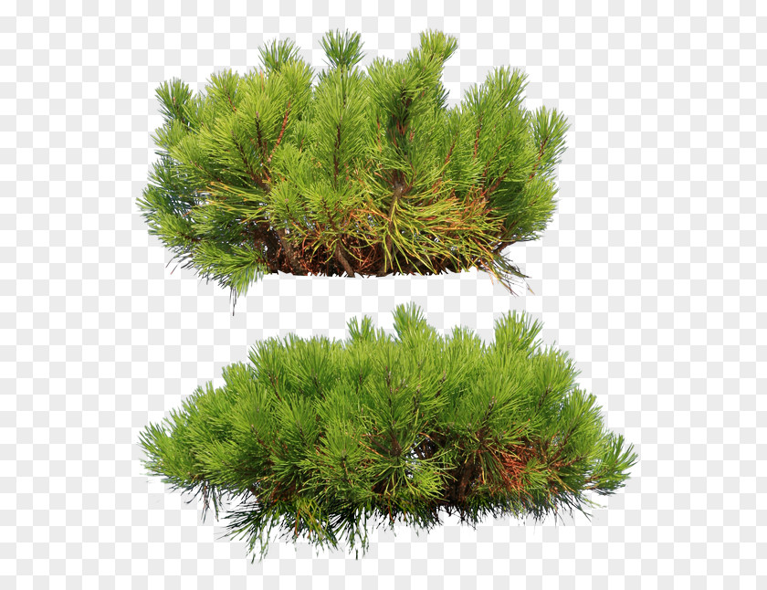 Pine Fir Conifers Evergreen Larch PNG