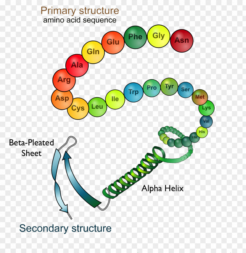 Science Protein Structure Folding Biology PNG