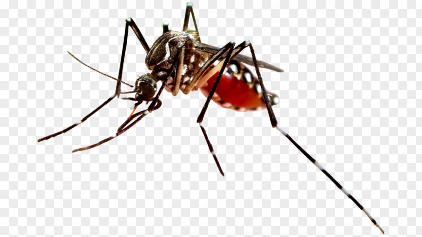 West Nile Virus Dengue Fever Mosquito-borne Disease Vector PNG