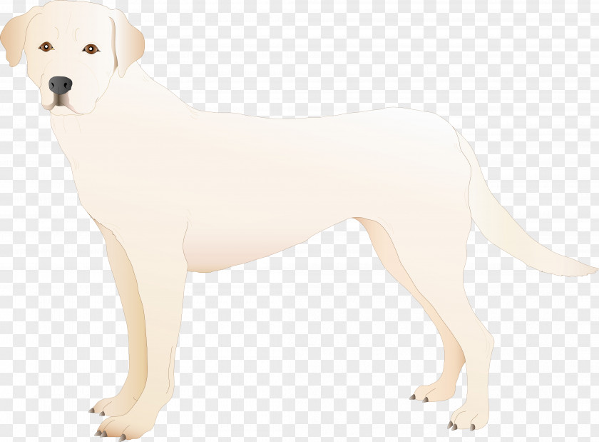 Dogs Labrador Retriever Dog Breed Puppy Sporting Group PNG