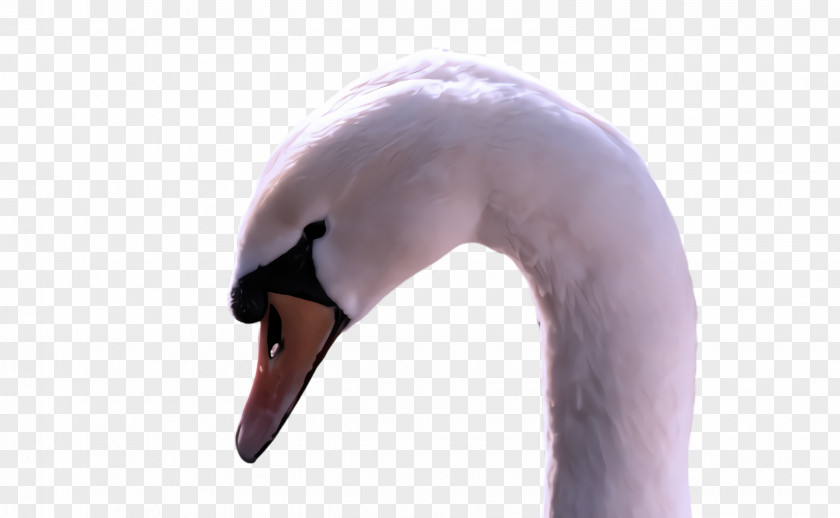 Feather Goose PNG