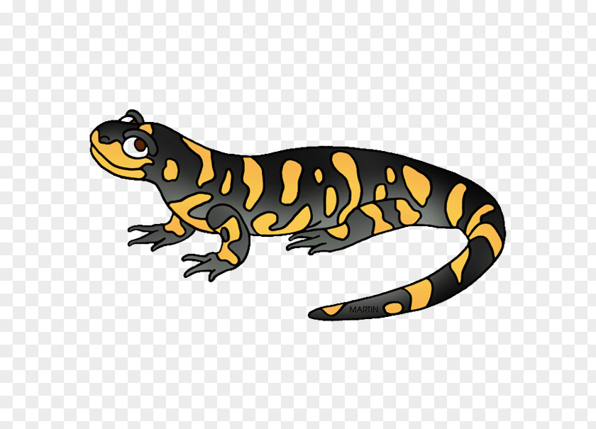 Salamander Fire Toad Animal Newt PNG