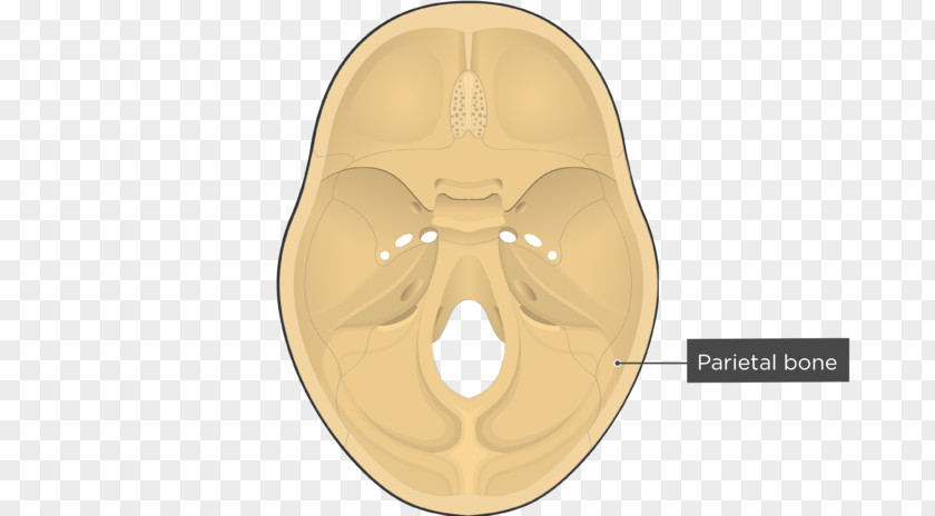 Skull And Bone Occipital Ethmoid Sphenoid PNG