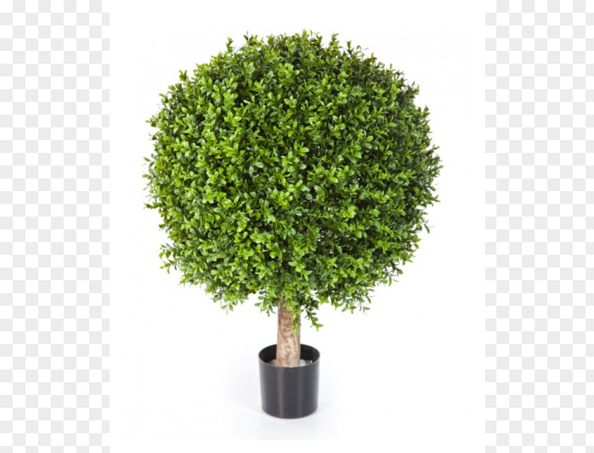 Tree Shrub Trunk Topiary Box PNG