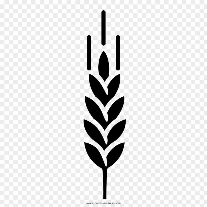 Barley Grasses Drawing Black And White Coloring Book PNG