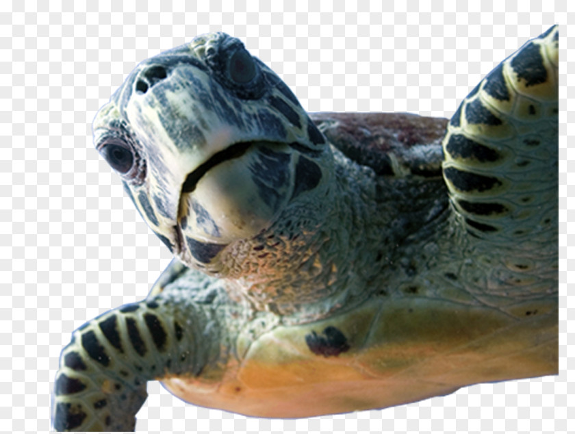 Ciencia Dive Wishes & More Loggerhead Sea Turtle HONTZA MUSEOA FUNDAZIOA Underwater Diving PNG