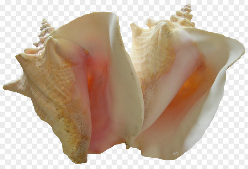 Conch Image Resolution PNG