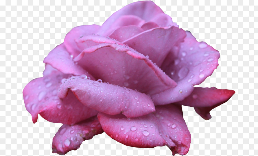 Flower Beach Rose Desktop Wallpaper Clip Art PNG