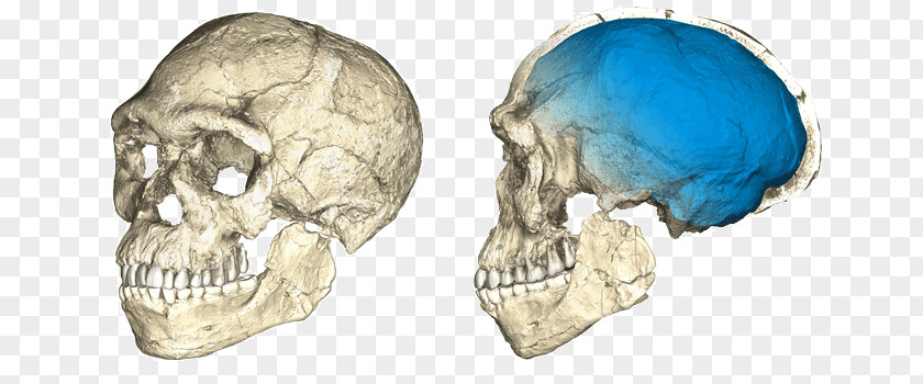 Homo Sapiens Jebel Irhoud Cradle Of Humankind Fossil Discovery PNG