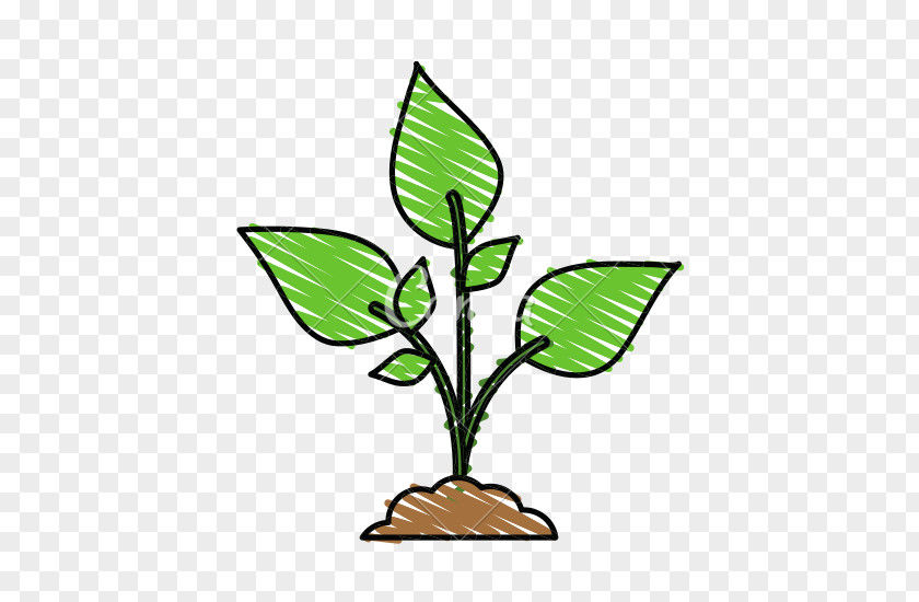 Plant Drawing Color Green Clip Art PNG